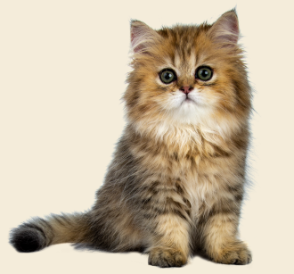 Cat Supplies